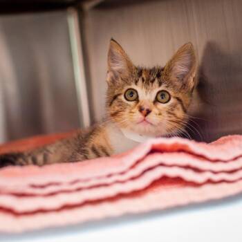 Domestic Short Hair Cats Available for Adoption in Hattiesburg, Mississippi - Terabithia | PetCurious