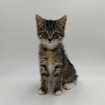 Hey -  Domestic Medium Hair Cat for Adoption in State College, Pennsylvania - Hey | PetCurious