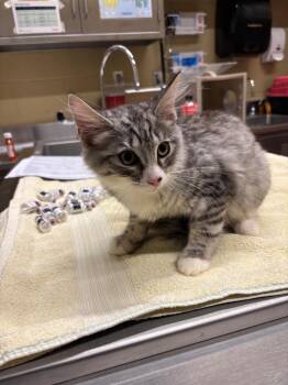 Munchie -  Domestic Long Hair Cat for Adoption in Douglasville, Georgia - Munchie | PetCurious