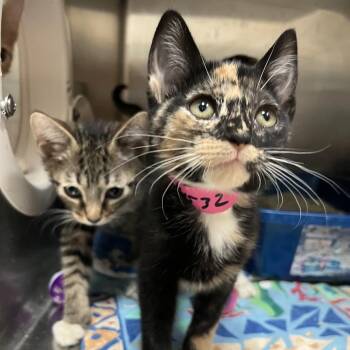 Pop-Tart -  Domestic Short Hair Cat for Adoption in Lakeland, Florida - Pop-Tart | PetCurious