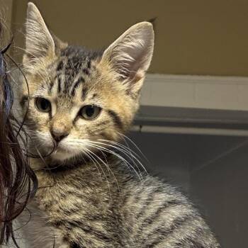 Domestic Short Hair Cats Available for Adoption in Huntsville, Alabama - Polly | PetCurious