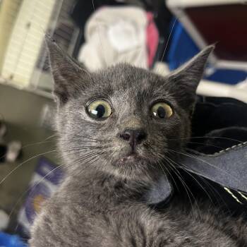 71955 -  Domestic Short Hair Cat for Adoption in Harrisonburg, Virginia - 71955 | PetCurious