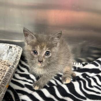 Hula Hoop -  Domestic Short Hair Cat for Adoption in Parkersburg, West Virginia - Hula Hoop | PetCurious