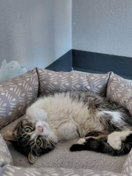 Domestic Short Hair and Tabby Cats Available for Adoption - Kenny | PetCurious
