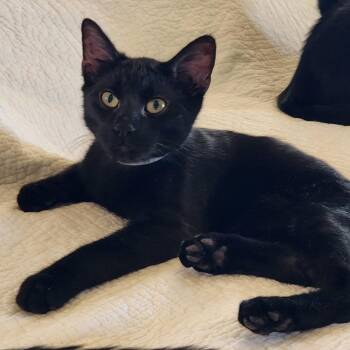 Oscuro -  Domestic Short Hair Cat for Adoption in Albuquerque, New Mexico - Oscuro | PetCurious