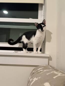Barbie -  Domestic Short Hair Cat for Adoption in Bowdoin, Maine - Barbie | PetCurious