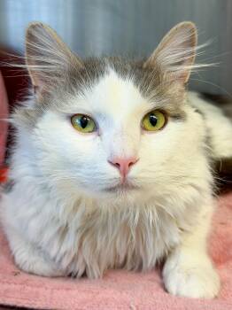 Domestic Medium Hair Cats Available for Adoption - Bernard  | PetCurious