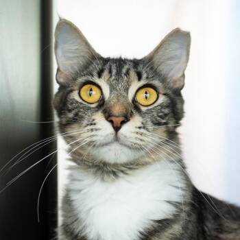 London -  Domestic Short Hair Cat for Adoption in Middletown, Rhode Island - London | PetCurious