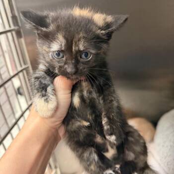 Suki -  Domestic Short Hair Cat for Adoption in Port Charlotte, Florida - Suki | PetCurious