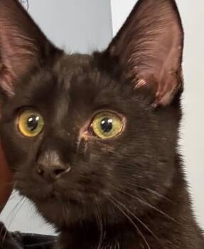 Gunner -  Domestic Short Hair Cat for Adoption in Darien, Georgia - Gunner | PetCurious