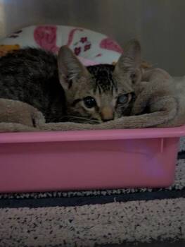 BRUNO -  Domestic Medium Hair Cat for Adoption in Dallas, Texas - BRUNO | PetCurious