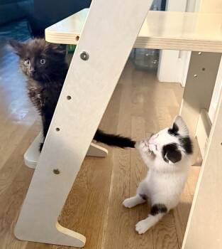 Rescue Domestic Short Hair Cats for Adoption in Austin, Texas - George (CL-A) | PetCurious