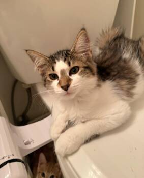 Abigayle -  Domestic Short Hair Cat for Adoption in Walled Lake, Michigan - Abigayle | PetCurious