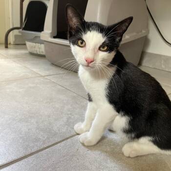 Vicenza -  Domestic Short Hair Cat for Adoption - Vicenza | PetCurious