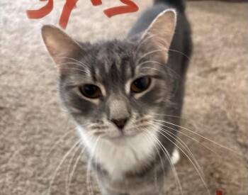 Ozzy -  Domestic Short Hair Cat for Adoption in Havertown, Pennsylvania - Ozzy | PetCurious