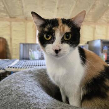 Rescue Domestic Short Hair Cats for Adoption in Park Falls, Wisconsin - Nala | PetCurious