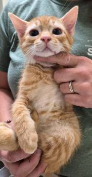 Vermilion -  Domestic Short Hair Cat for Adoption in Christiansburg, Virginia - Vermilion | PetCurious
