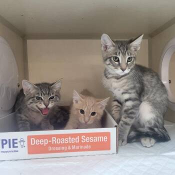 Cream Cheese -  Domestic Medium Hair Cat for Adoption in Westminster, California - Cream Cheese | PetCurious