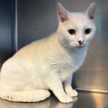 Rescue Domestic Short Hair Cats for Adoption - Banjo | PetCurious