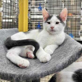 Rescue Domestic Short Hair Cats for Adoption in Collierville, Tennessee - Chess | PetCurious