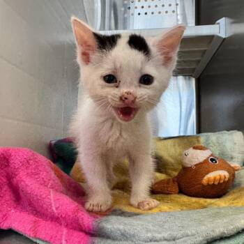 Domestic Short Hair Cats Available for Adoption in Lake Panasoffkee, Florida - Dot | PetCurious