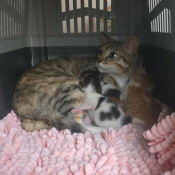 Domestic Short Hair Cats Available for Adoption in Las Cruces, New Mexico - Chloe | PetCurious