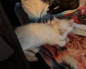Domestic Short Hair Cats Available for Adoption in Kimberlin Heights, Tennessee - Manatee | PetCurious
