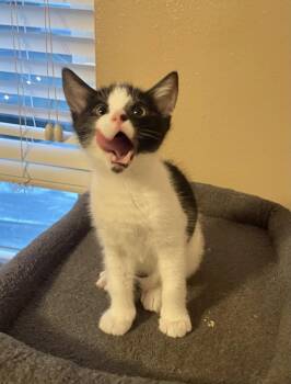 Kyle -  American Shorthair Cat for Adoption in Orlando, Florida - Kyle | PetCurious
