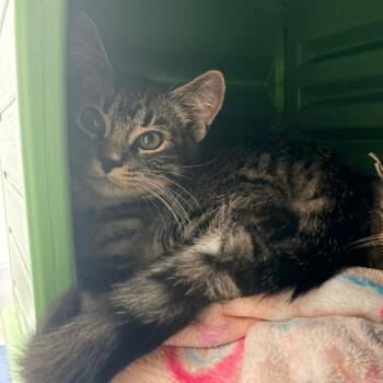Feta -  Domestic Short Hair Cat for Adoption in Watertown, New York - Feta | PetCurious