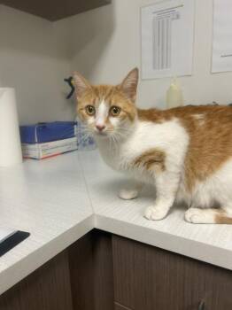 Domestic Short Hair Cats Available for Adoption in Greenfield, Indiana - Meela | PetCurious
