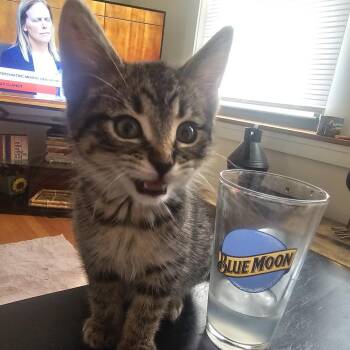 Salad Fork -  Domestic Short Hair Cat for Adoption in Chicago, Illinois - Salad Fork | PetCurious