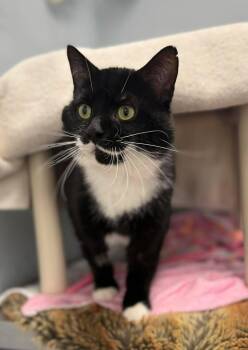 Domestic Short Hair Cats Available for Adoption in Georgina, Ontario - Bento | PetCurious