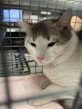 SQUIRT -  Domestic Short Hair Cat for Adoption in Las Vegas, Nevada - SQUIRT | PetCurious