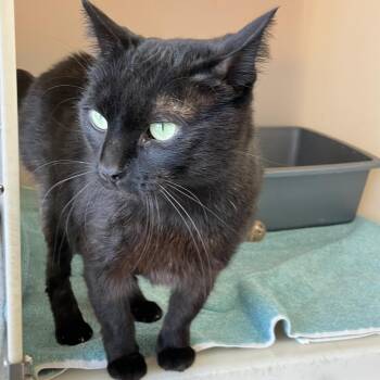 Honda -  Domestic Short Hair Cat for Adoption in Burlington, Ontario - Honda | PetCurious