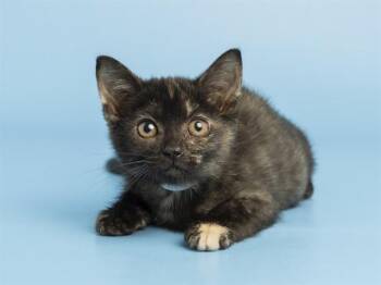 LILO -  Domestic Short Hair Cat for Adoption in Phoenix, Arizona - LILO | PetCurious