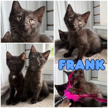 Rescue Domestic Short Hair Cats for Adoption in Pierceton, Indiana - Frank - SR3 | PetCurious