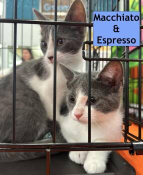 Domestic Short Hair Cats Available for Adoption in Greenwich Township, New Jersey - Espresso & Macchiato (double) | PetCurious