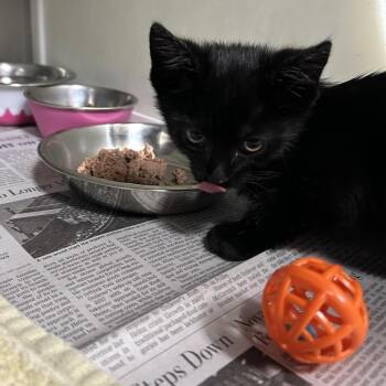 Capri -  Domestic Short Hair Cat Available for Adoption in Starkville, Mississippi - Capri | PetCurious