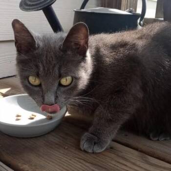 Muffin -  Russian Blue and American Shorthair Cat for Adoption in Pittsburg, Kansas - Muffin | PetCurious
