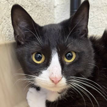 Rescue Domestic Short Hair Cats for Adoption in Winchendon, Massachusetts - Josslyn | PetCurious