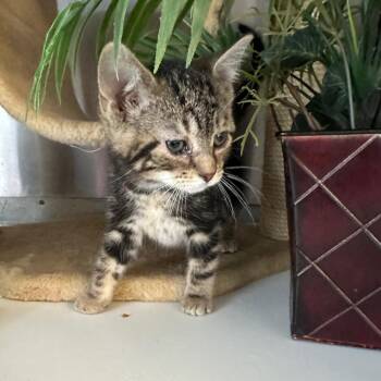 Domestic Short Hair Cats Available for Adoption - Mila | PetCurious