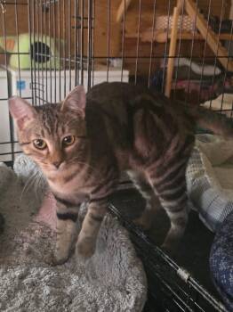 Rescue Domestic Short Hair Cats for Adoption in French Village, Missouri - Blake | PetCurious