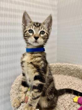 Simon -  Domestic Short Hair Cat Available for Adoption in West Palm Beach, Florida - Simon | PetCurious