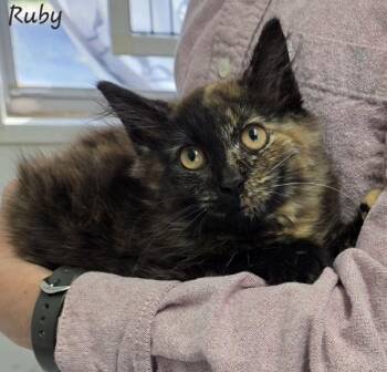 Tortoiseshell Cats Available for Adoption - Ruby | PetCurious