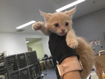 Domestic Short Hair Cats Available for Adoption in Thousand Palms, California - A1919138 | PetCurious