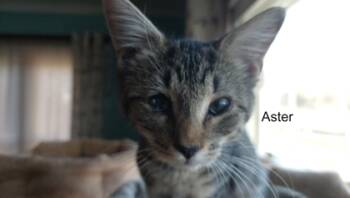 Rescue Domestic Short Hair Cats for Adoption in West Chester, Pennsylvania - Aster | PetCurious