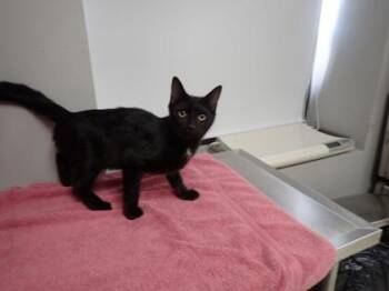 Domestic Short Hair Cats Available for Adoption in Taylorsville, North Carolina - Johnny | PetCurious