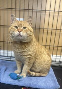 Domestic Short Hair Cats Available for Adoption in Pleasantville, New Jersey - Garfield | PetCurious