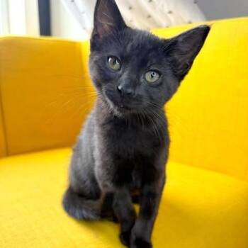Pearl -  Domestic Short Hair Cat for Adoption in Fairway, Kansas - Pearl | PetCurious