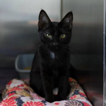 Terrie -  Domestic Short Hair Cat for Adoption in Los Angeles, California - Terrie | PetCurious